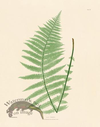 Bradbury Fern 07